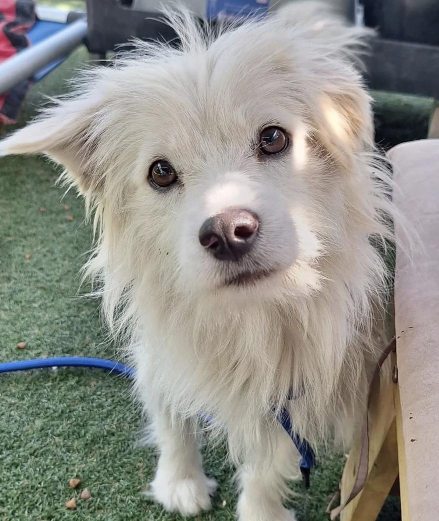 Sweetie, an adopted mixed breed in Davis, CA image 1/5