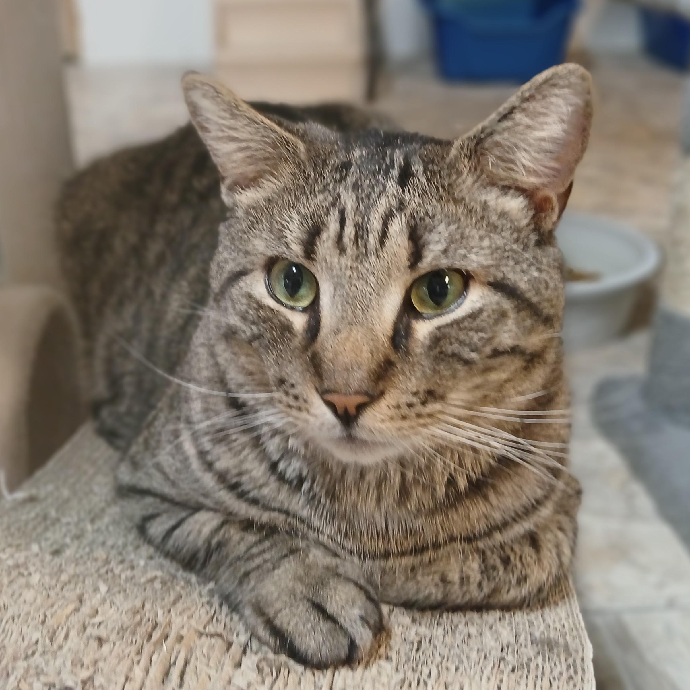 Roman, adoptable, Adult Male Domestic Short Hair & Tabby.