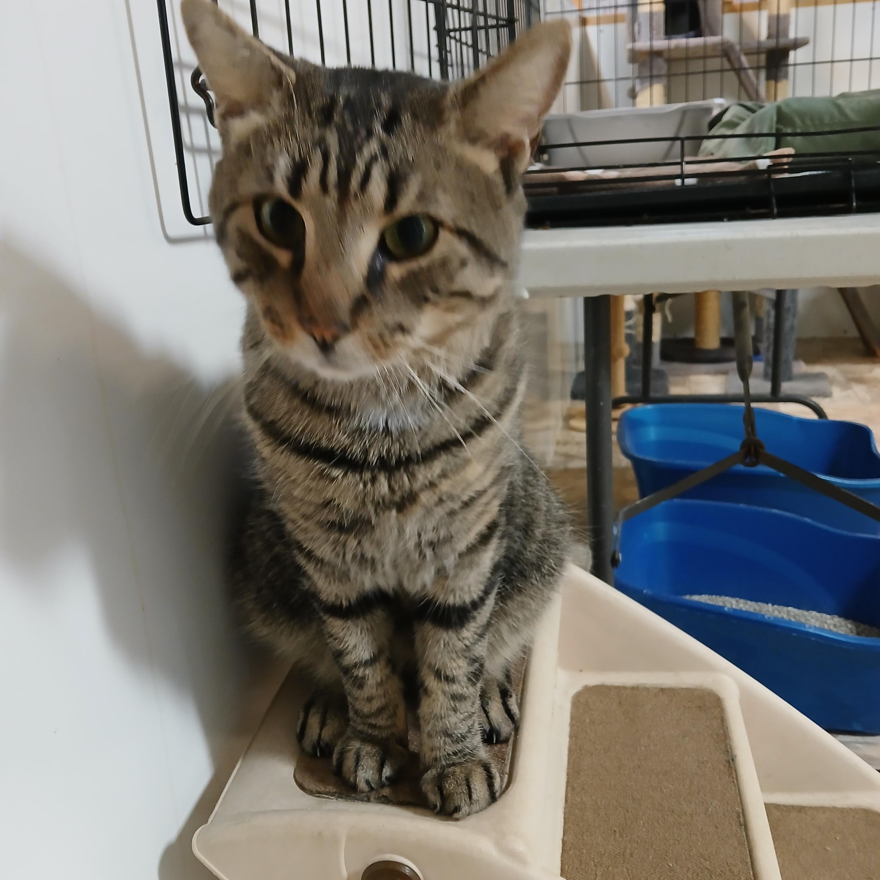 Enlarge Roman, an adoptable mixed breed in Germansville, PA image 3/3