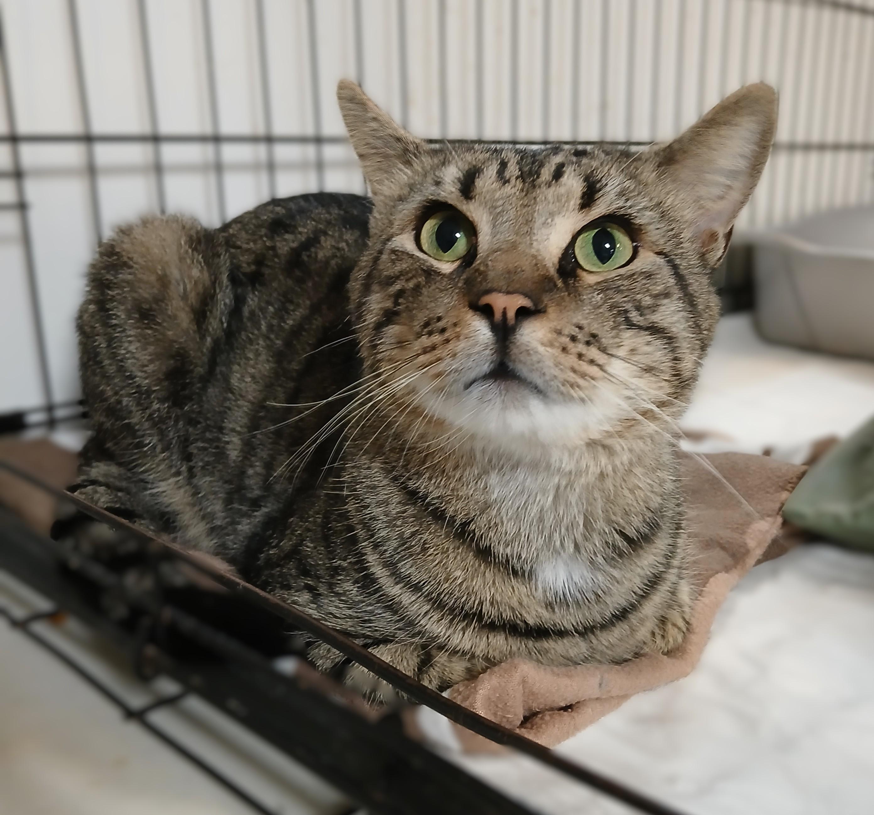 Roman, adoptable, Adult Male Domestic Short Hair & Tabby.