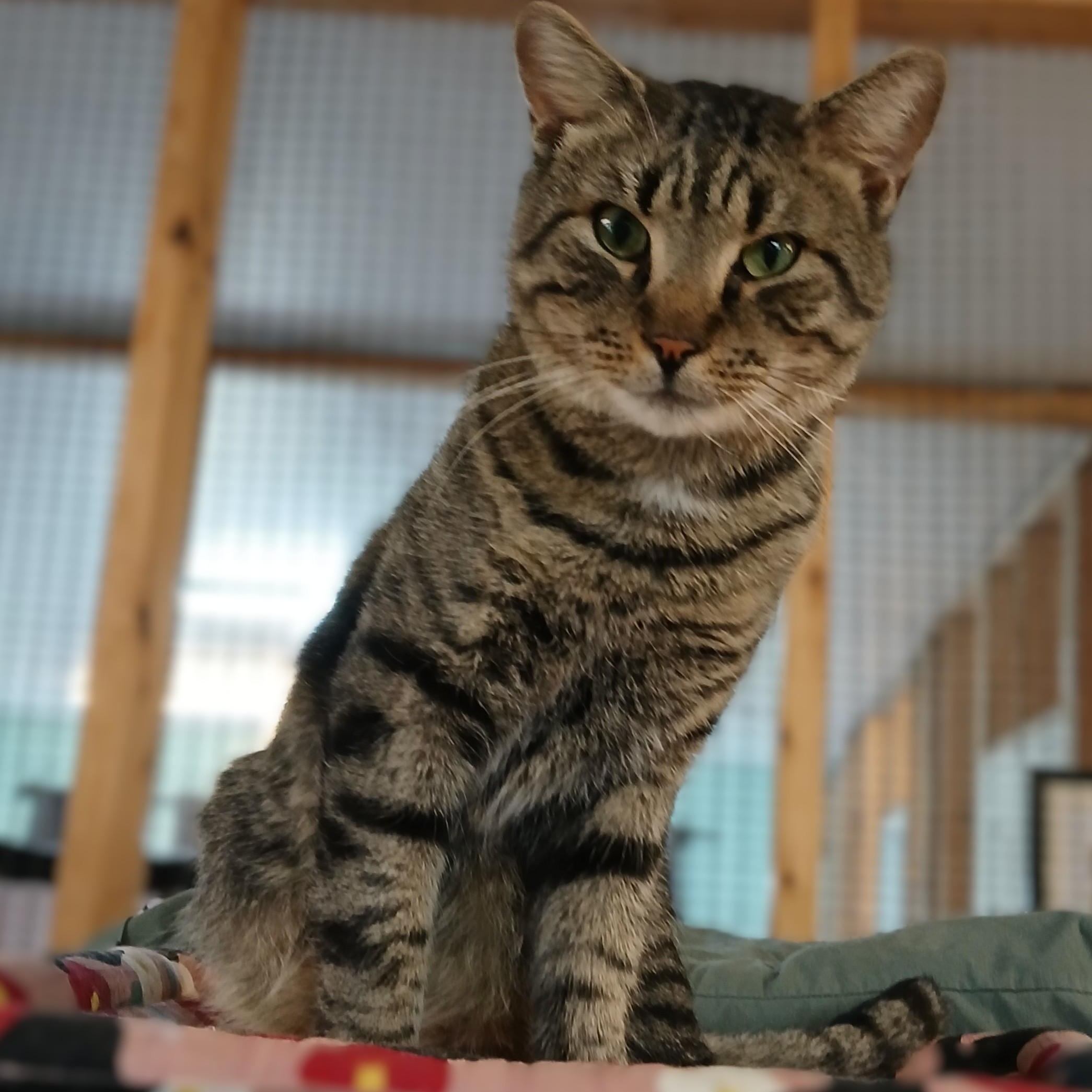 Enlarge Roman, an adoptable mixed breed in Germansville, PA image 2/3