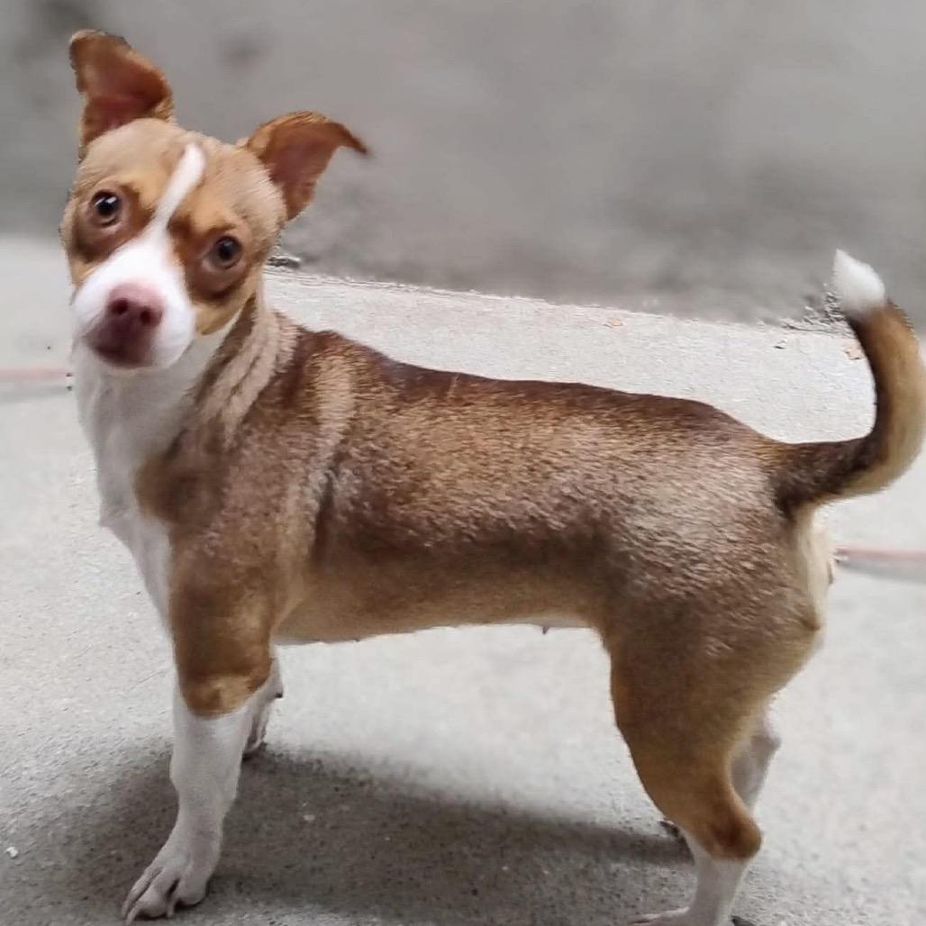 Enlarge Kasie, a Adoptable mixed breed in San Diego, CA image 1/1
