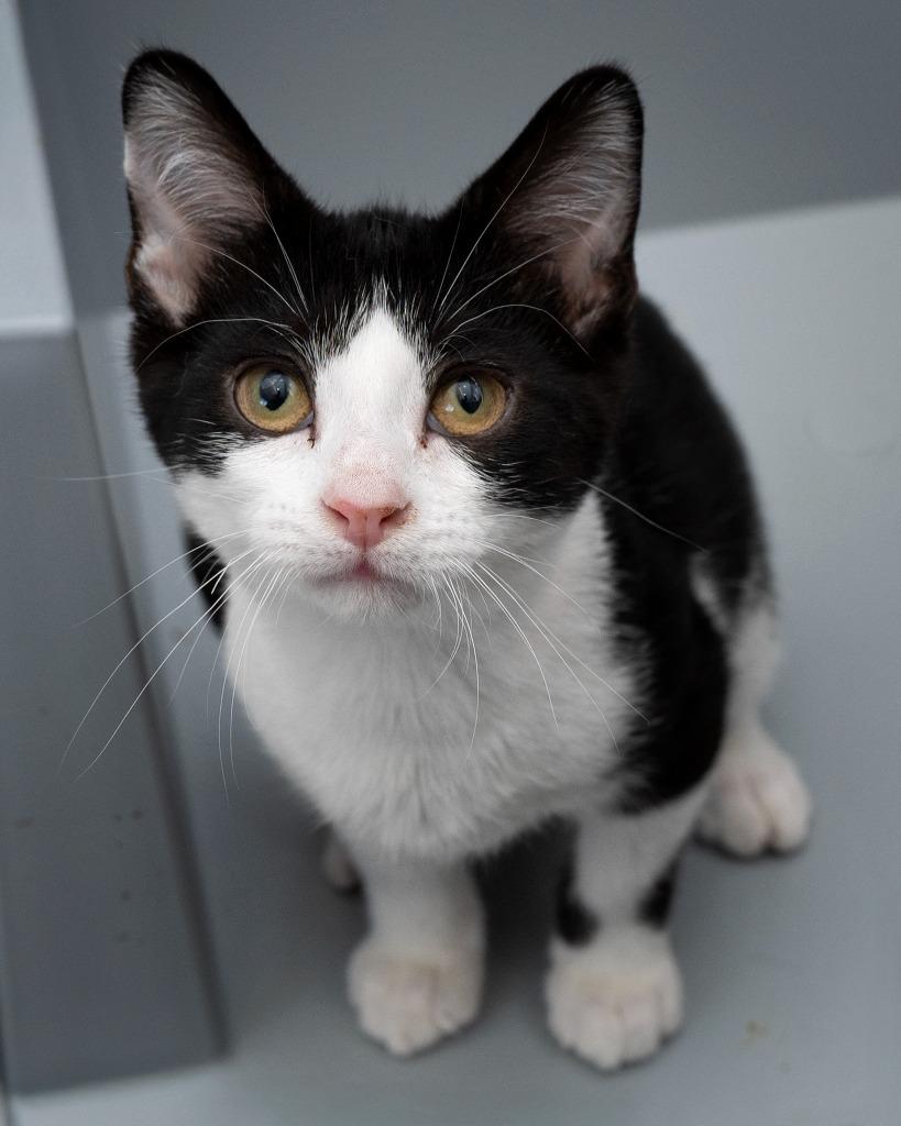 Taylor, a Adopted mixed breed in Boone, IA image 1/3