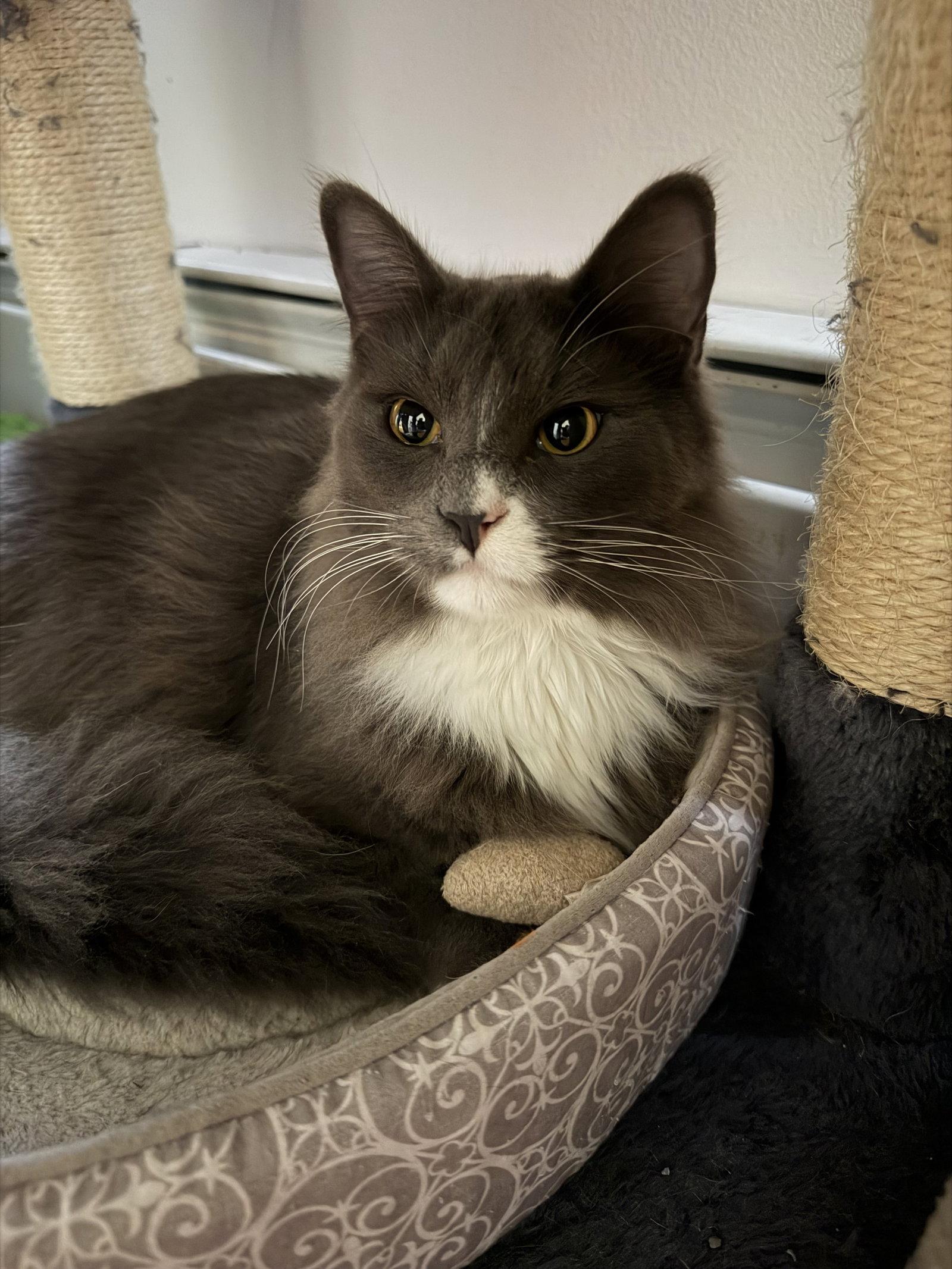 Socks, Adopted, Young Male Domestic Long Hair.