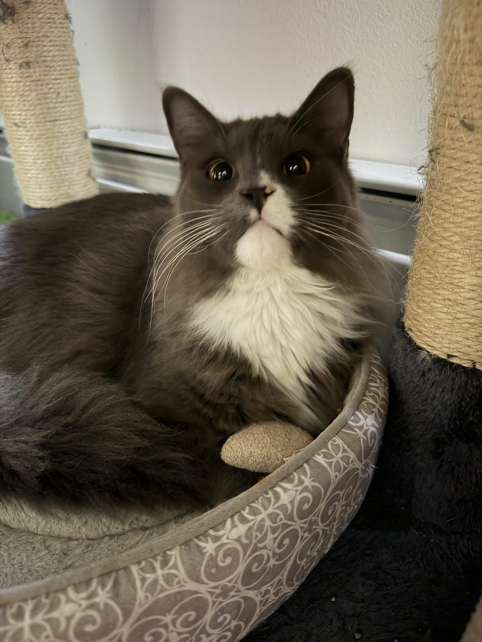 Enlarge Socks, a Adopted Domestic Long Hair in East Derry, NH image 2/2