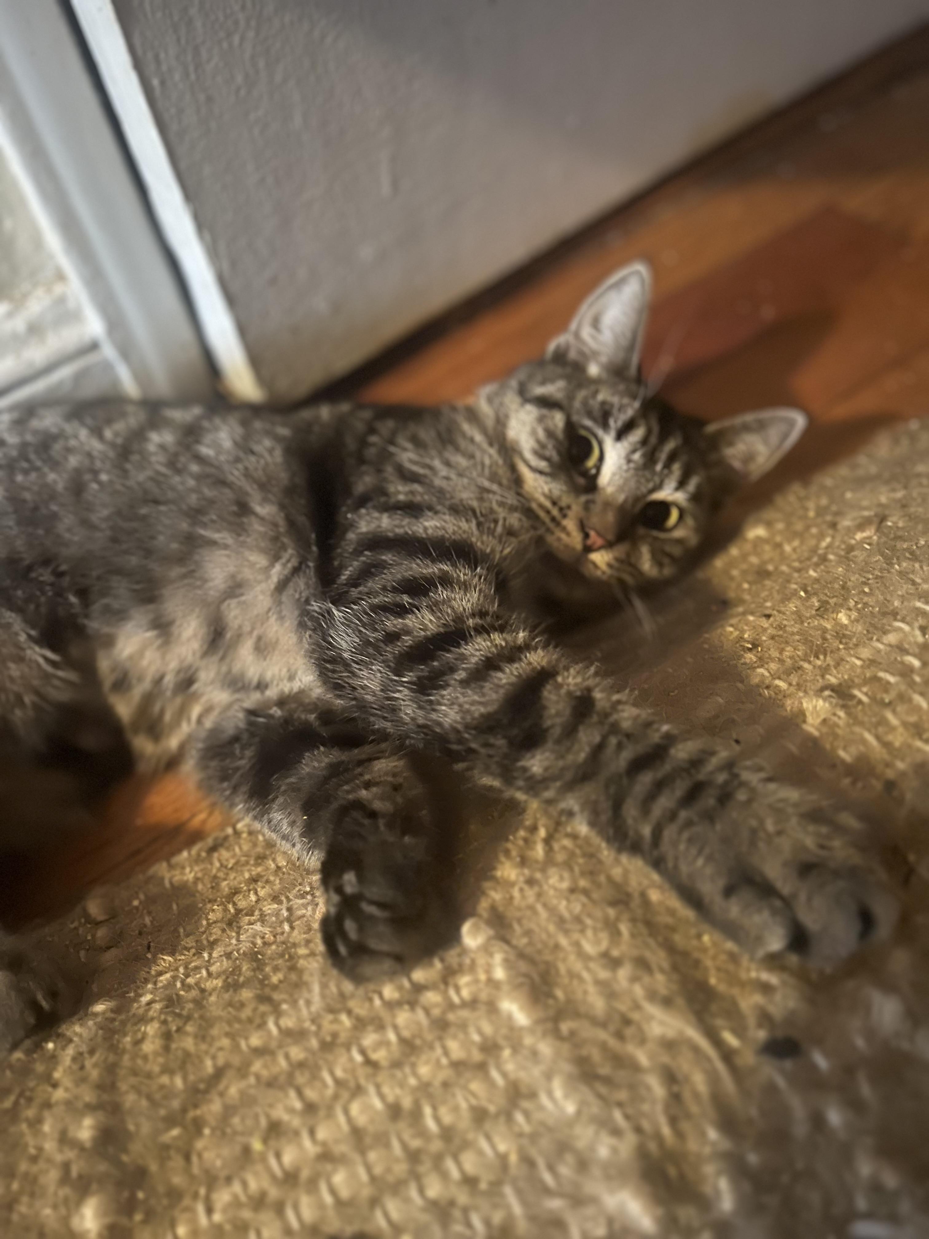 Tilly N. - So cute!, adopted, Adult Female Domestic Short Hair.