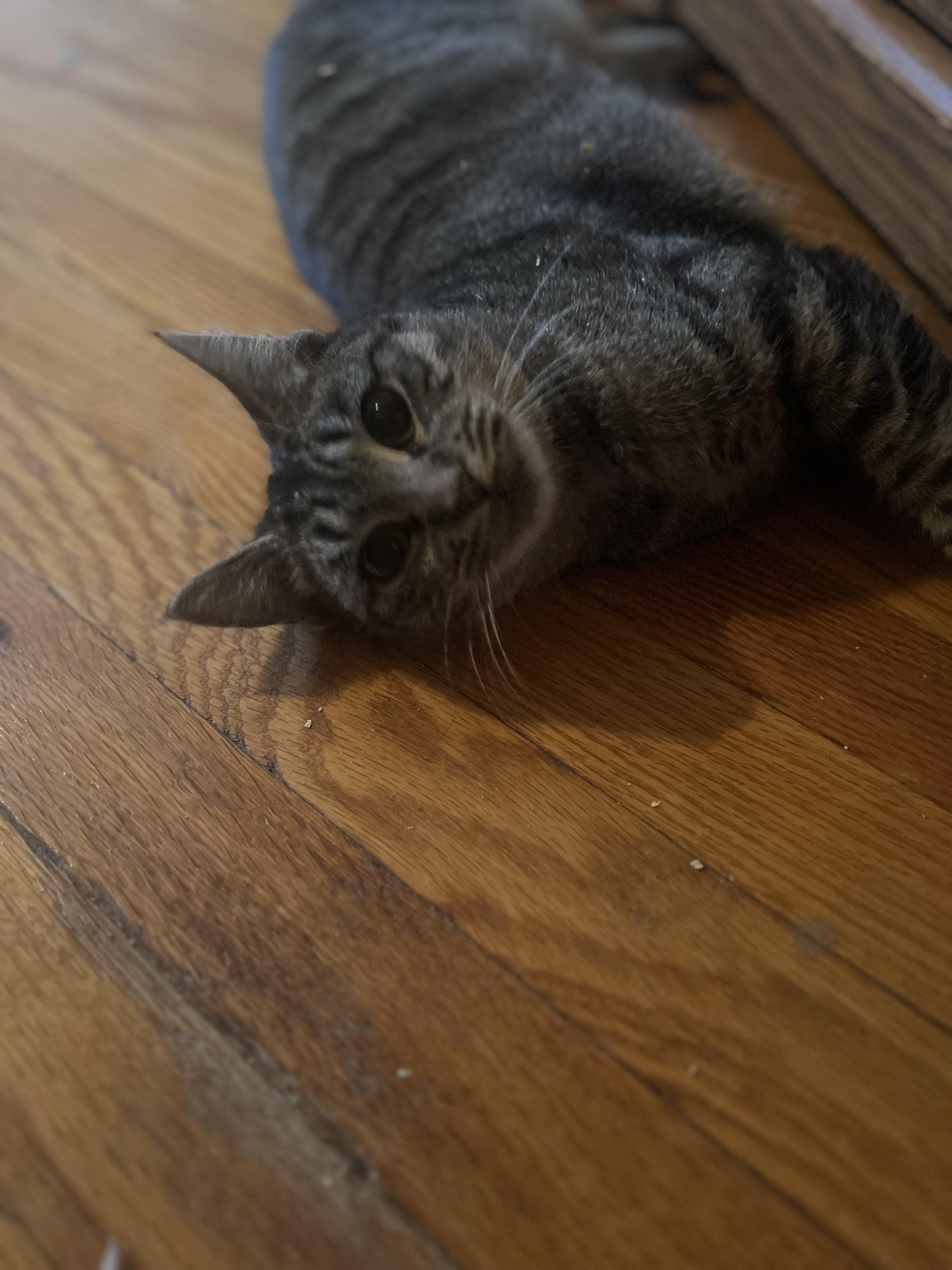 Enlarge Tilly N. - So cute!, an adopted Domestic Short Hair in New York, NY image 2/4