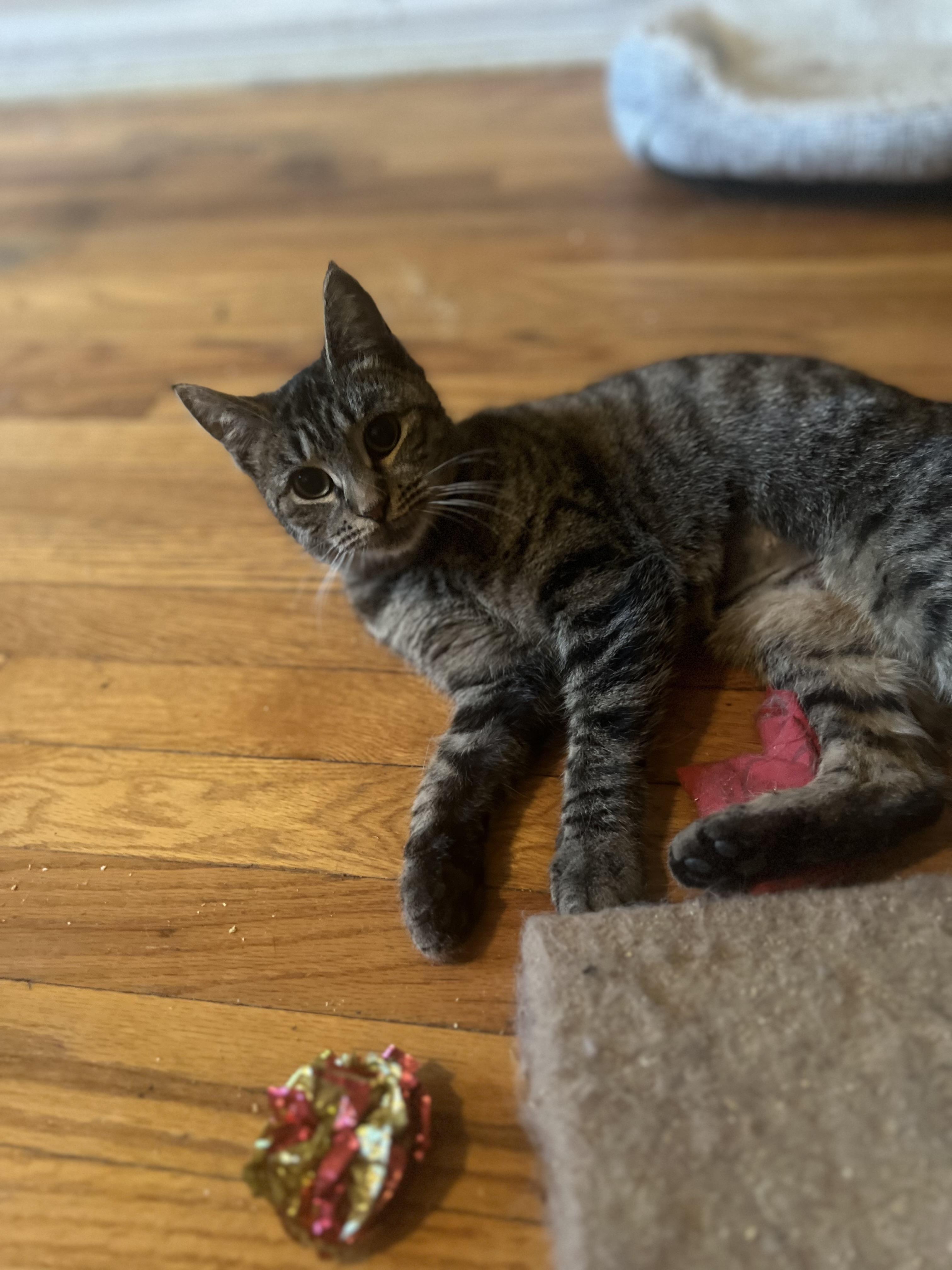 Enlarge Tilly N. - So cute!, an adopted Domestic Short Hair in New York, NY image 3/4