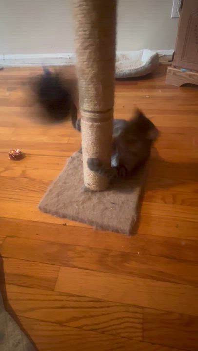 Enlarge Tilly N. - So cute!, an adopted Domestic Short Hair in New York, NY video 4/4