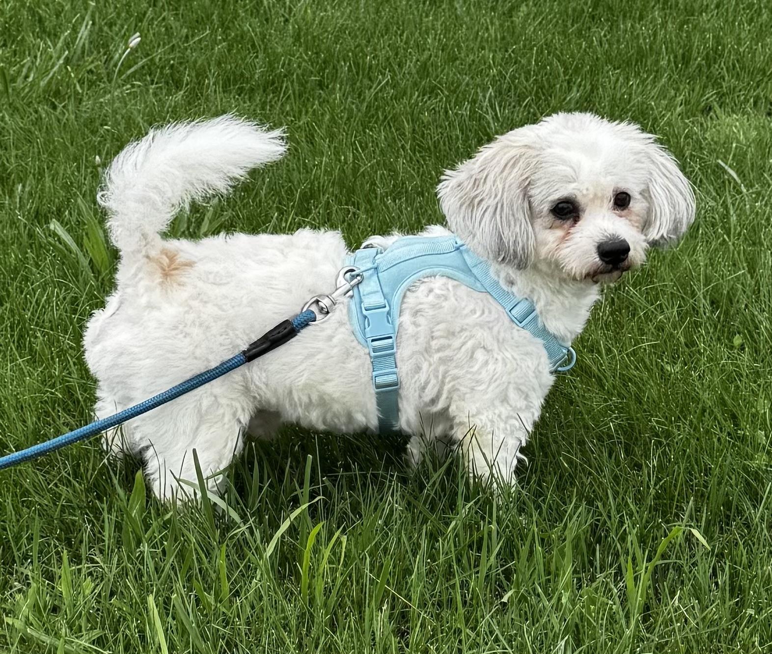 Enlarge Max, a Adopted mixed breed in Brentwood, TN image 3/4