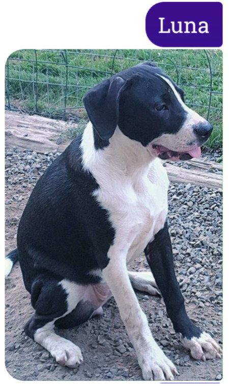 LUNA C, Adoptable, Young Female Boxer & Staffordshire Bull Terrier.