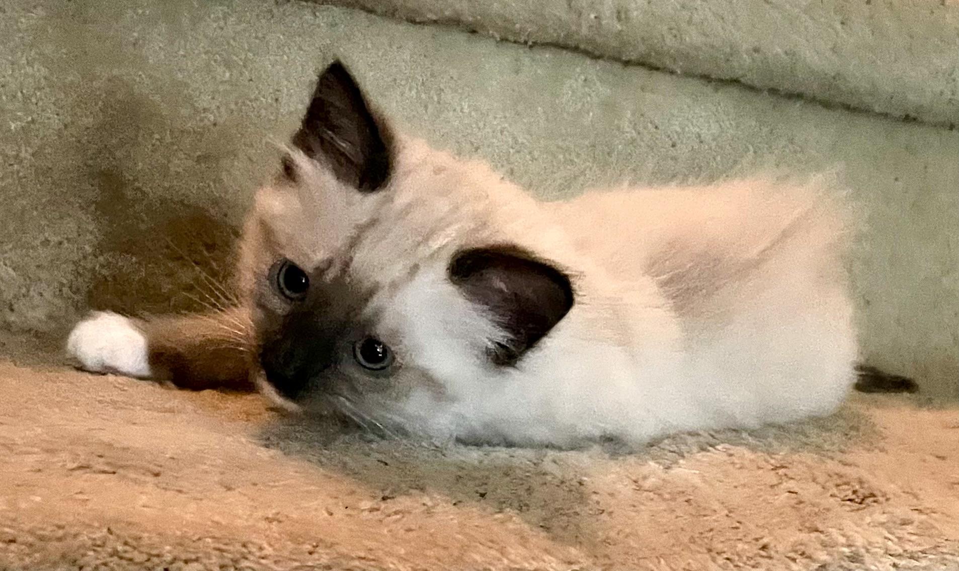 Bangkok & Singapore, Baby Female unknown