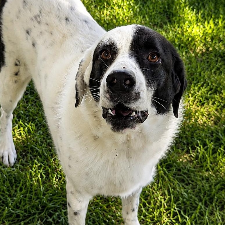 Panda, ADOPTABLE, Adult Female Great Pyrenees.
