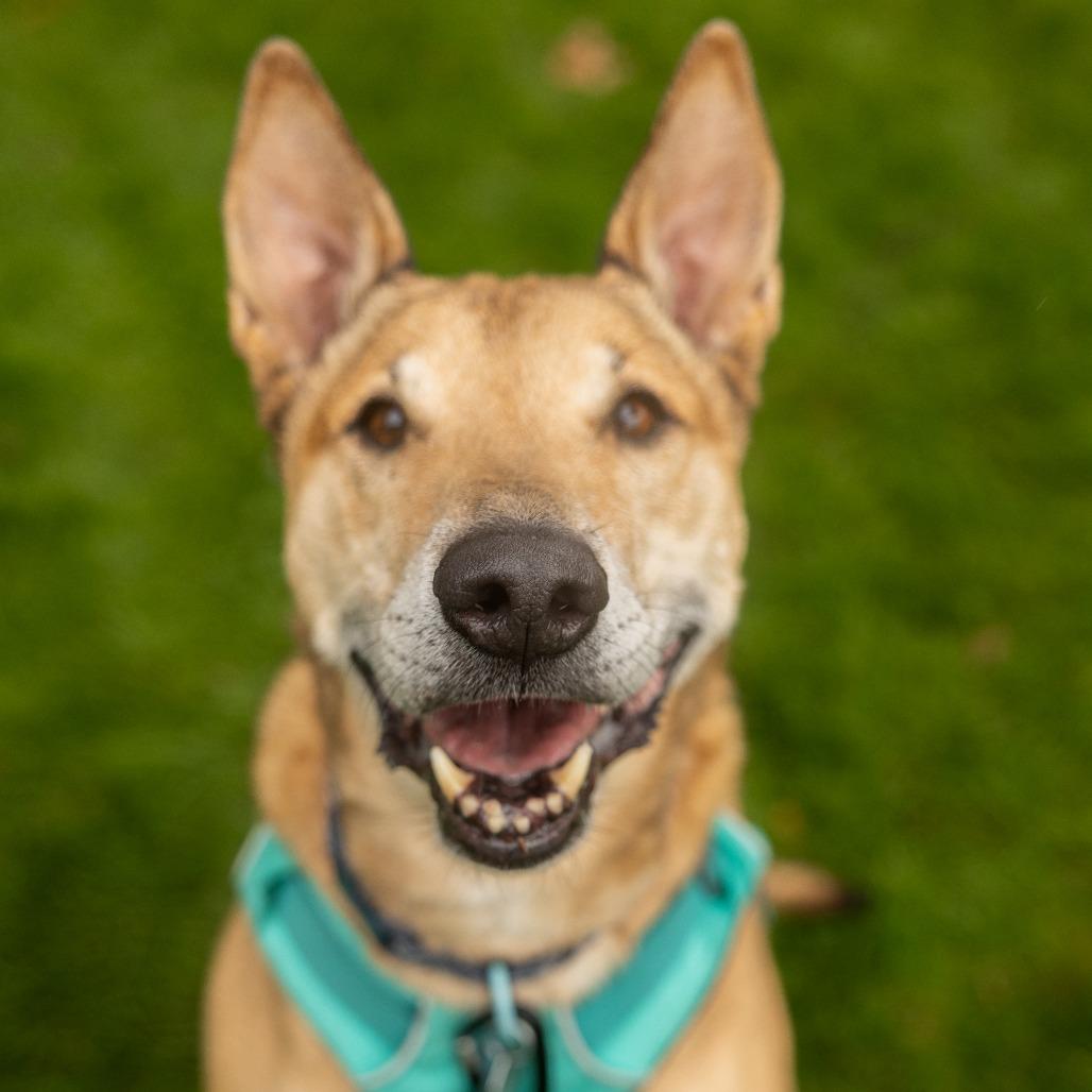 Bobby, Adoptable, Senior Male Bull Terrier & Alaskan Malamute.