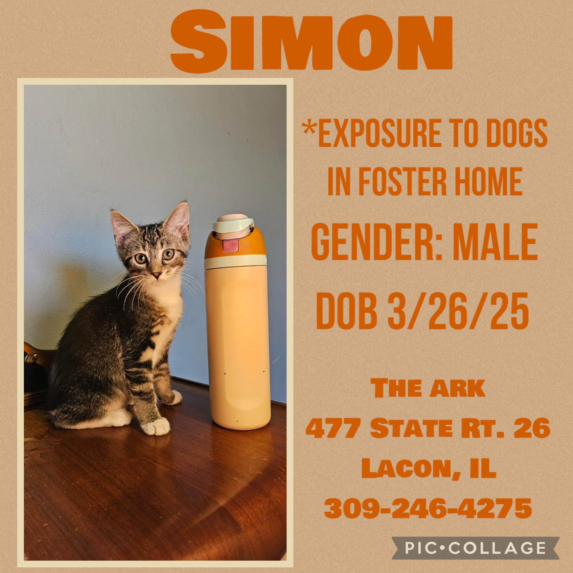 Kittens(Male)