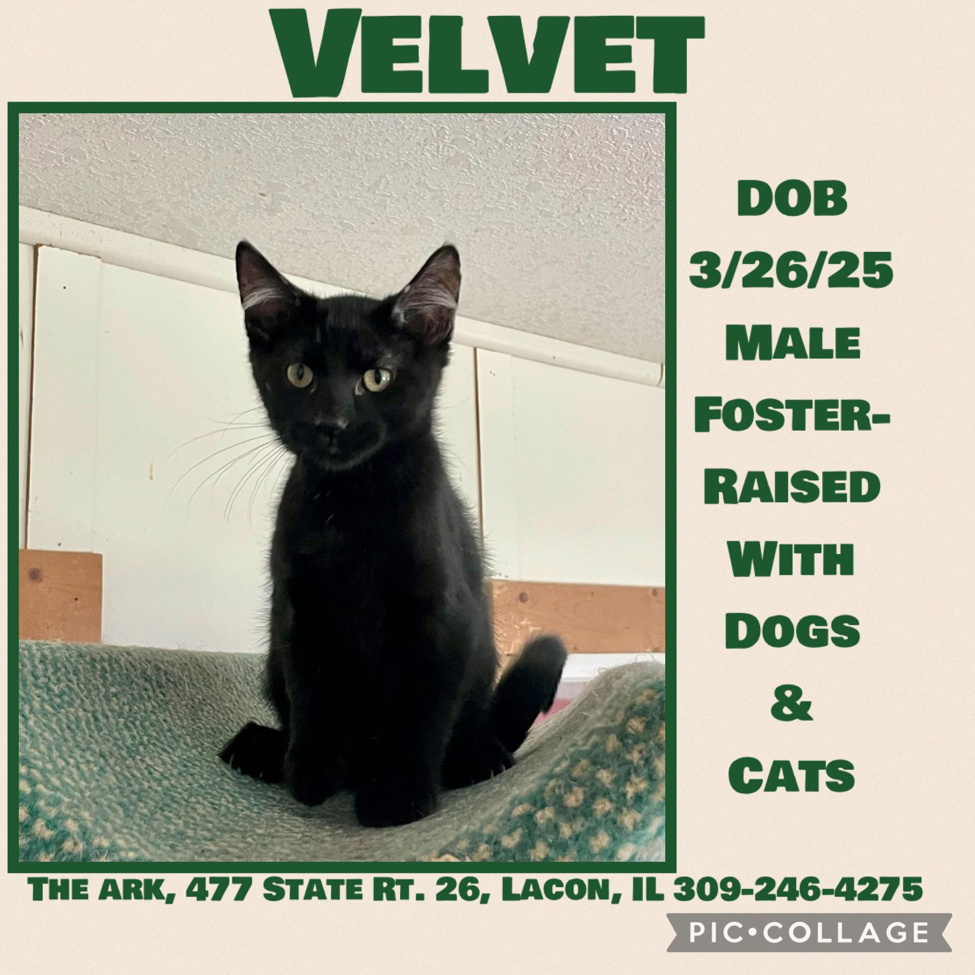 Kittens(Male)