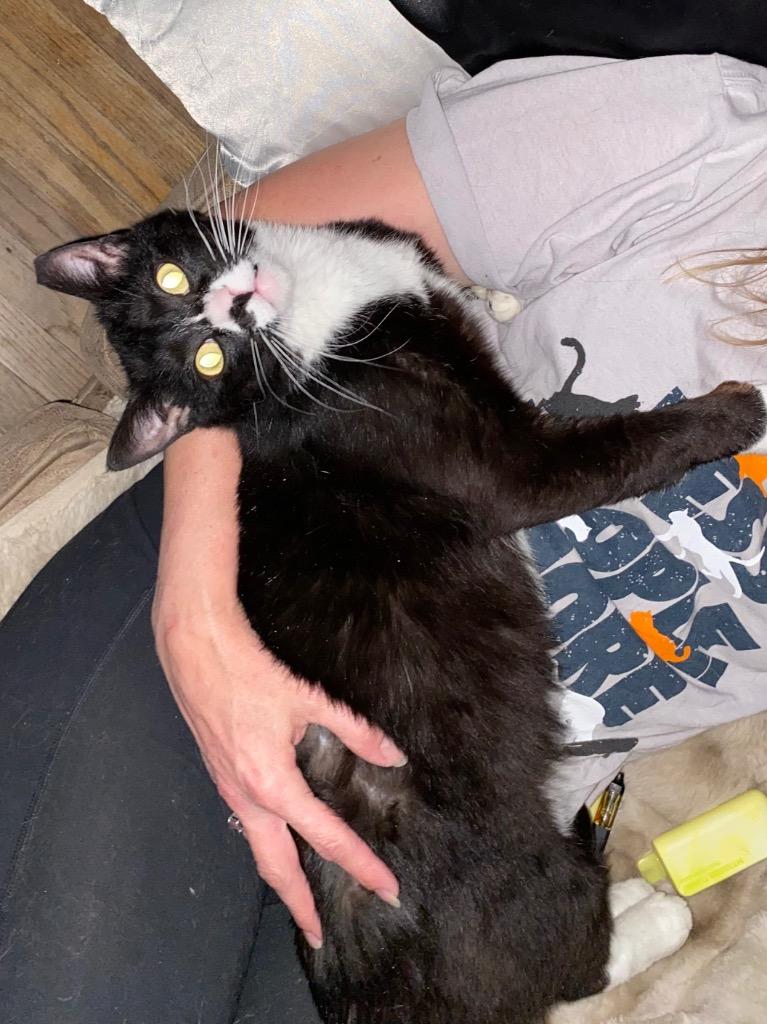 Mr. Goodbar, Adoptable, Young Male Domestic Short Hair.
