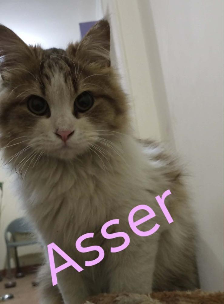 Asser, Adoptable, Young Male Persian & Turkish Van.