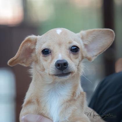 Serno, Adoptable, Puppy Male Chihuahua & Mixed Breed.
