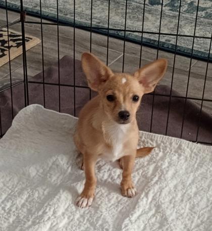 Serno, a Adoptable mixed breed in Scottsdale, AZ image 2/3