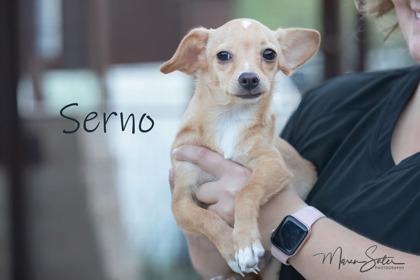 Serno, a Adoptable mixed breed in Scottsdale, AZ image 3/3