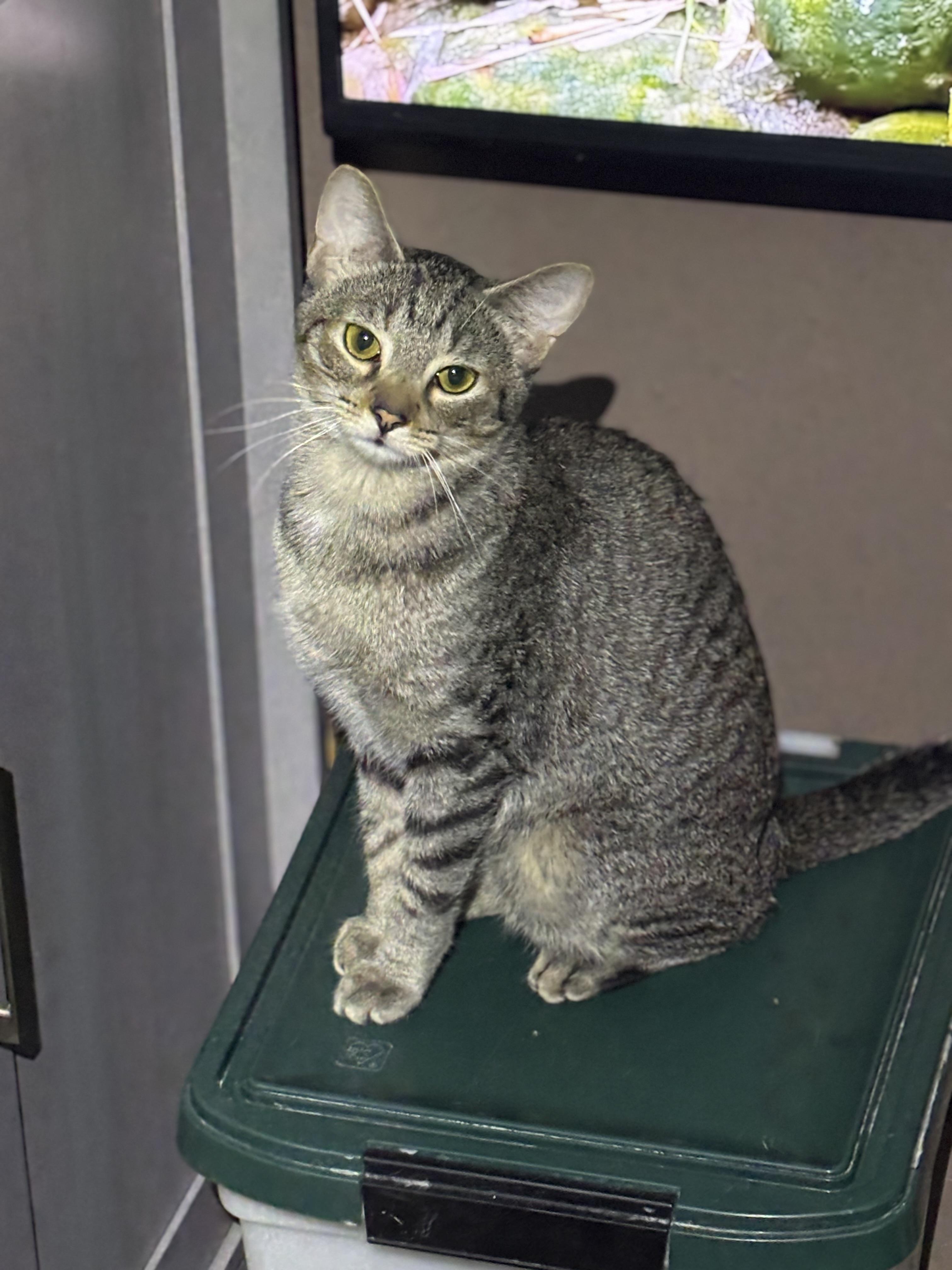 CLEO, Adoptable, Young Female Domestic Short Hair.