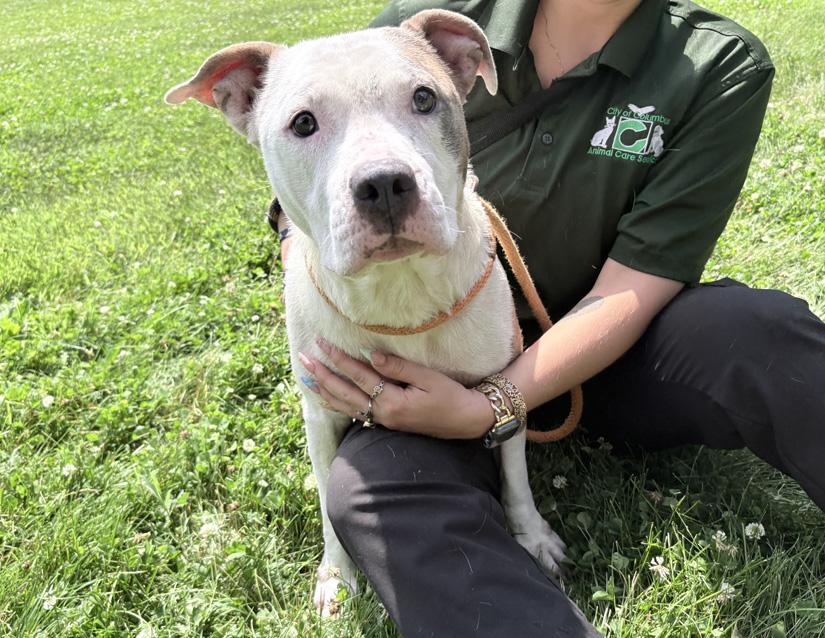 Enlarge Agatha, a ADOPTABLE Pit Bull Terrier in Columbus, IN image 1/2