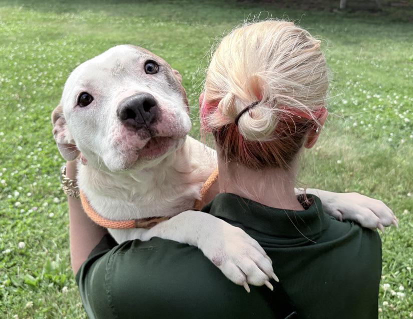 Enlarge Agatha, a ADOPTABLE Pit Bull Terrier in Columbus, IN image 2/2