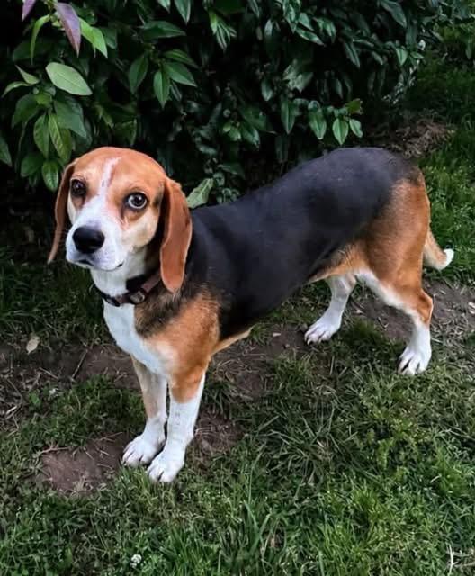 Enlarge Rosie, a Adoptable Beagle in Spring Hill, TN image 3/5