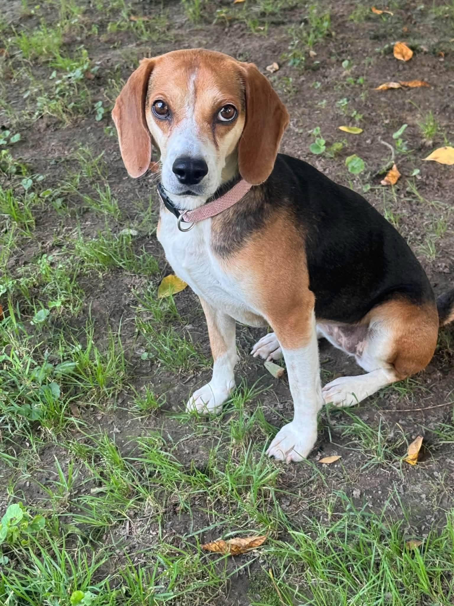 Enlarge Rosie, a Adoptable Beagle in Spring Hill, TN image 5/5