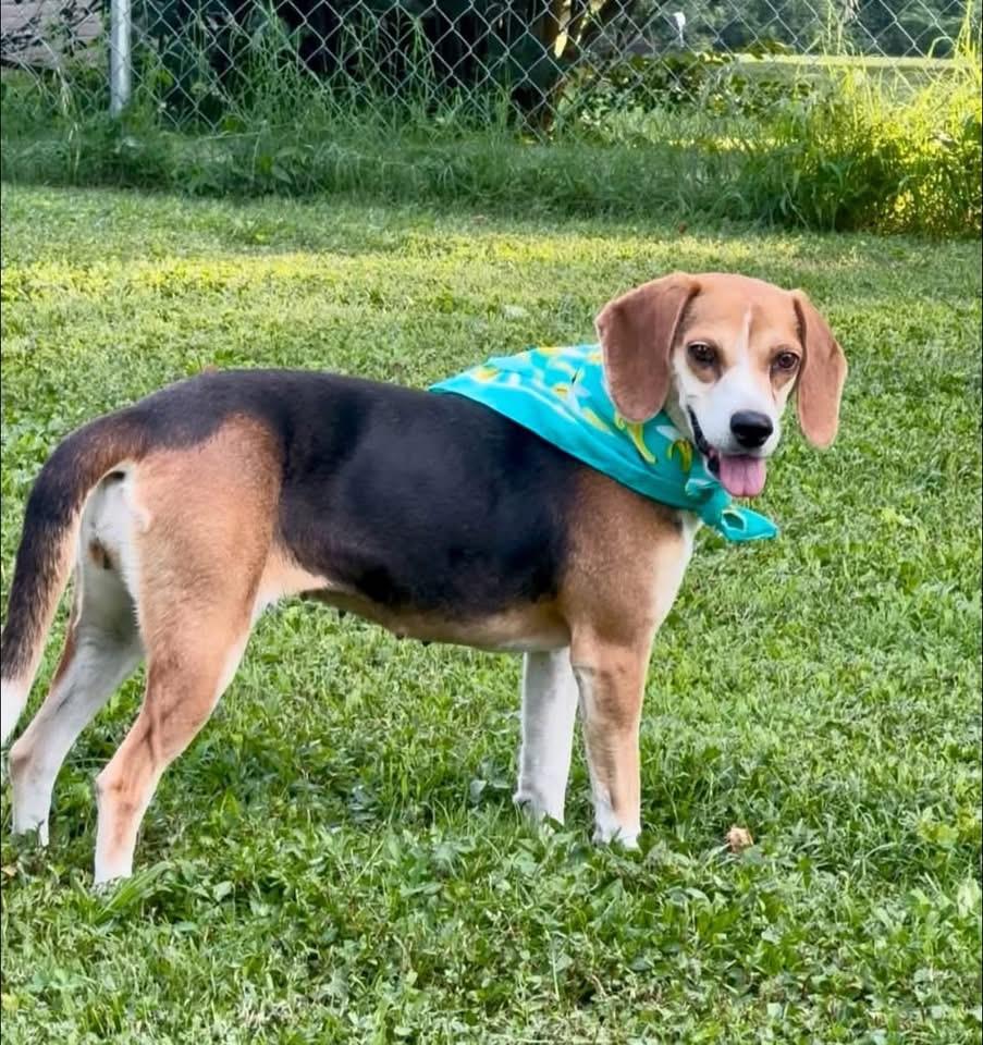 Enlarge Rosie, a Adoptable Beagle in Spring Hill, TN image 2/5