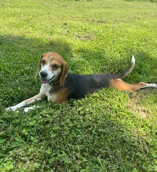 Enlarge Rosie, a Adoptable Beagle in Spring Hill, TN image 4/5