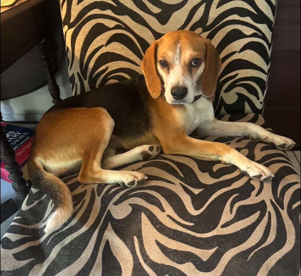 Enlarge Rosie, a Adoptable Beagle in Spring Hill, TN image 1/5