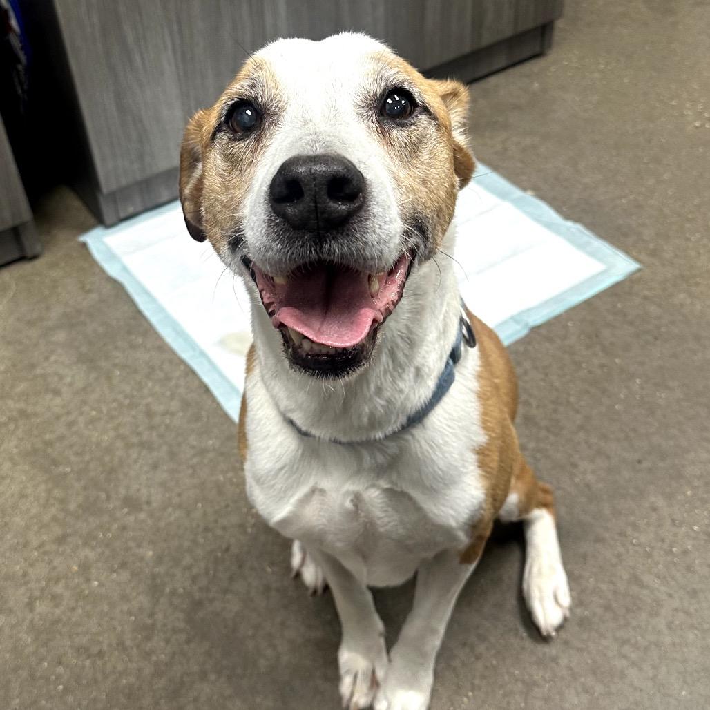 Jojo, Adoptable, Senior Male Anatolian Shepherd & Pit Bull Terrier.