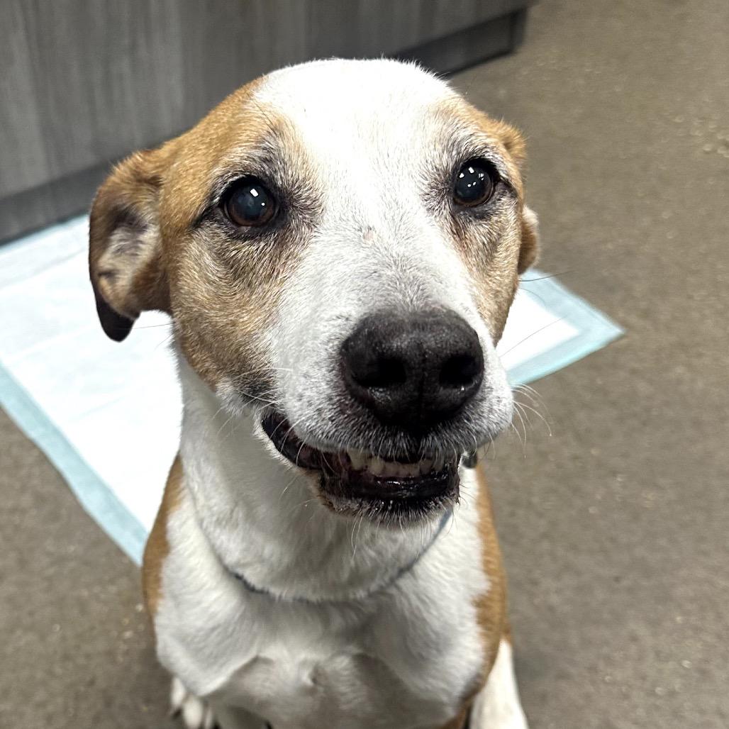 Jojo, a Adoptable mixed breed in Midland, TX image 2/2