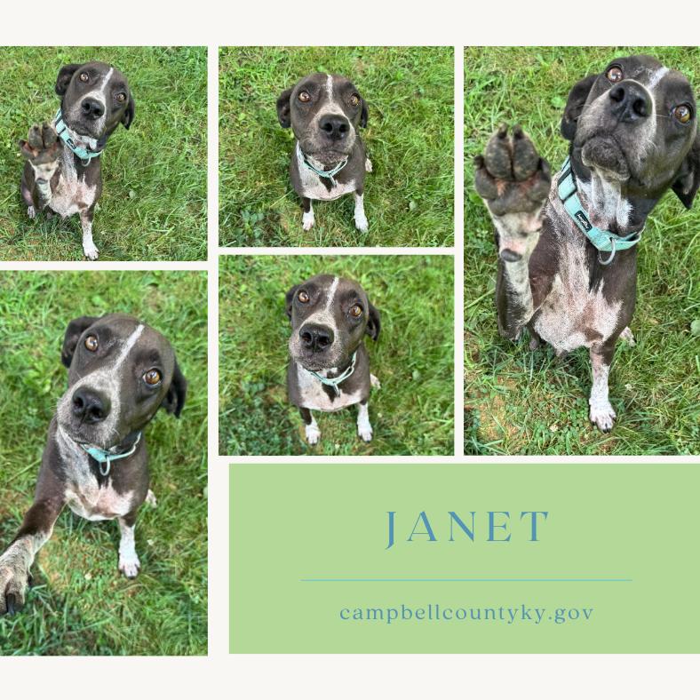 Enlarge Janet, a Adoptable mixed breed in Melbourne, KY image 1/1