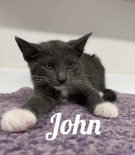John, Adoptable, Young Male Domestic Short Hair.