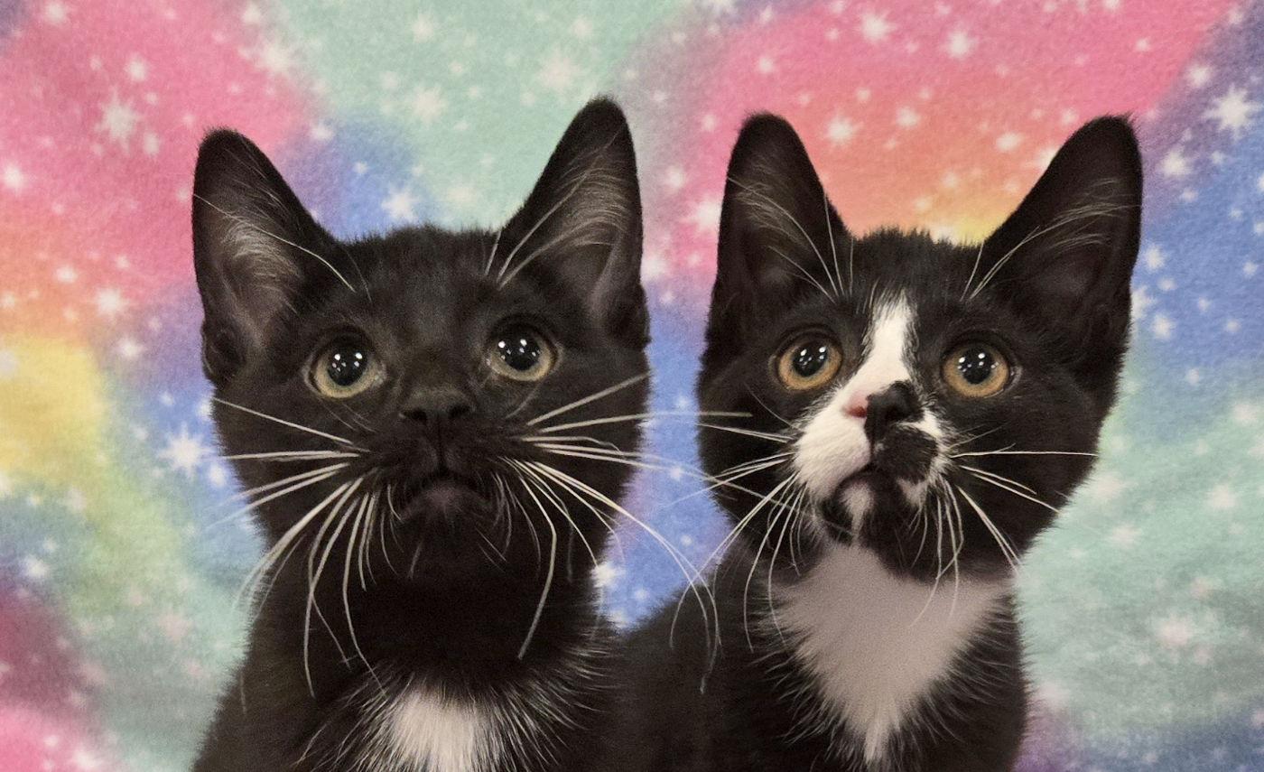Sequoia & Rainier, ADOPTABLE, Kitten Female Domestic Short Hair.