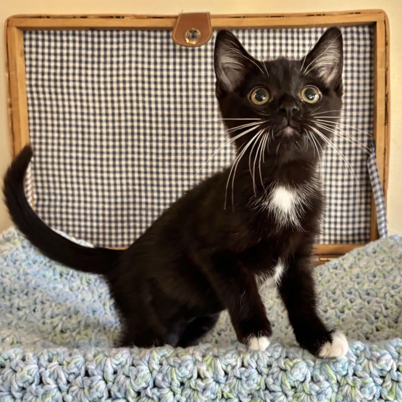 Sequoia & Rainier, a ADOPTABLE mixed breed in Manitou Springs, CO image 3/4