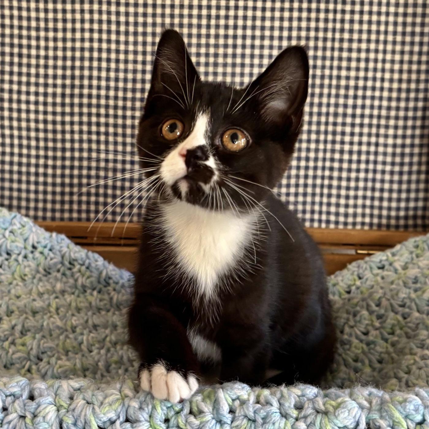Sequoia & Rainier, a ADOPTABLE mixed breed in Manitou Springs, CO image 2/4
