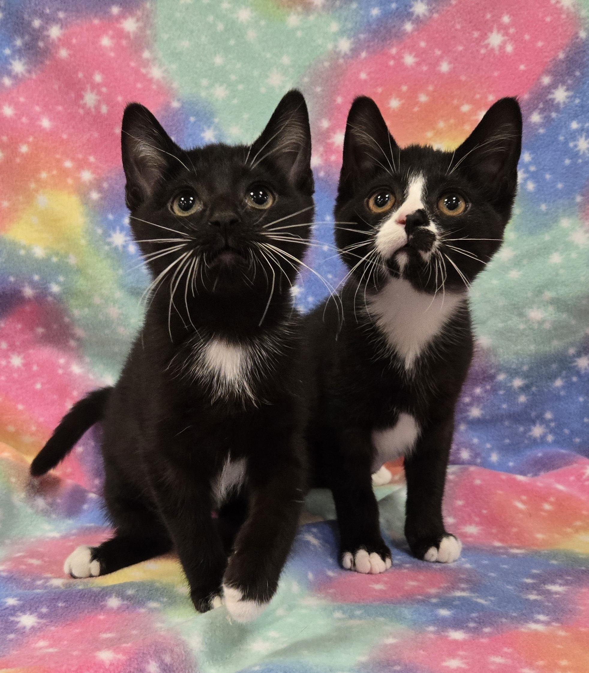 Sequoia & Rainier, a ADOPTABLE mixed breed in Manitou Springs, CO image 4/4