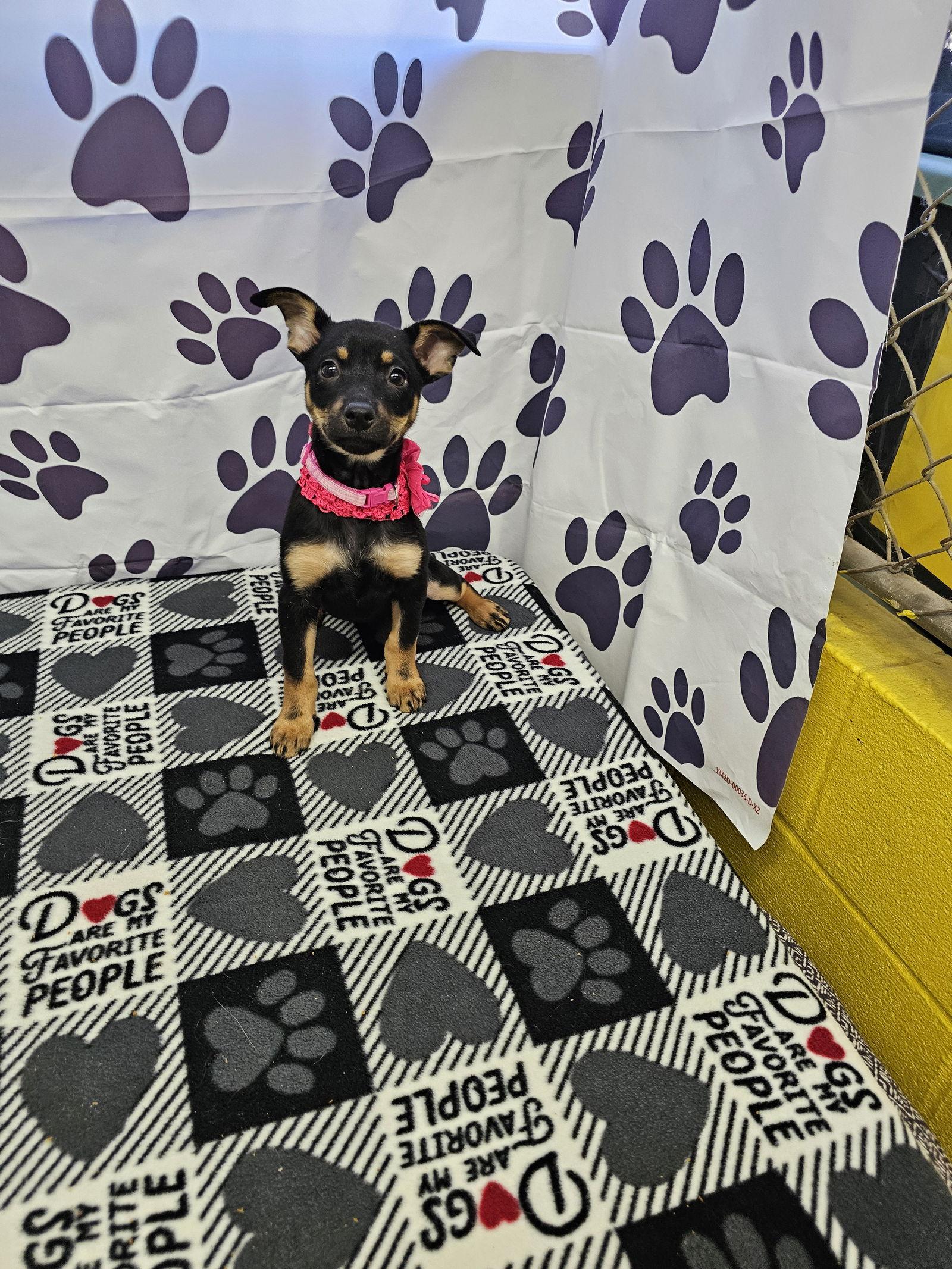 Enlarge Dream, a Adoptable mixed breed in Metairie, LA image 2/2