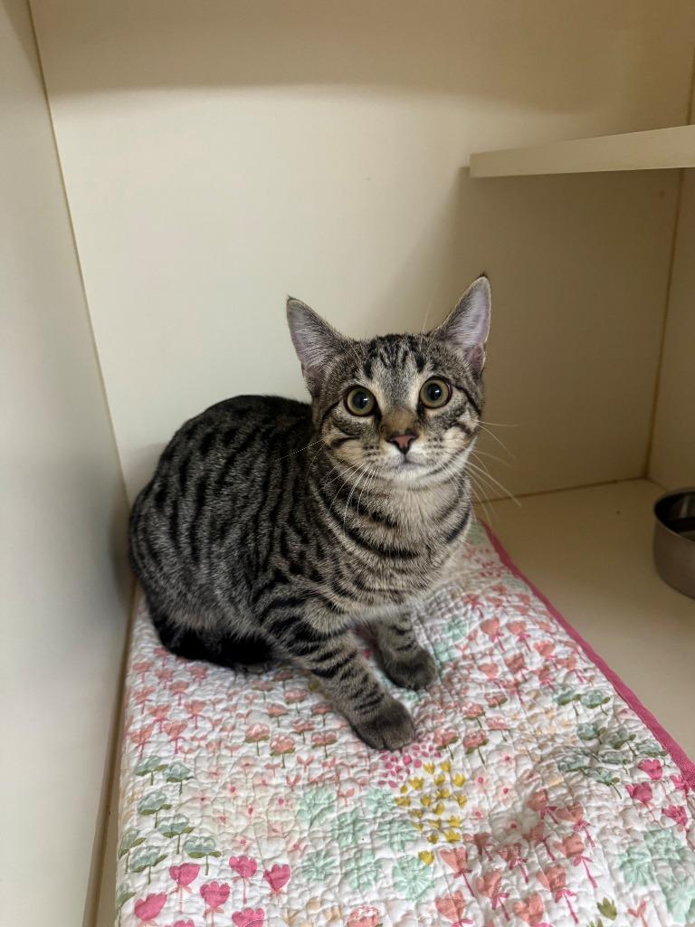 TABITHA, Adoptable, Kitten Female Domestic Short Hair.
