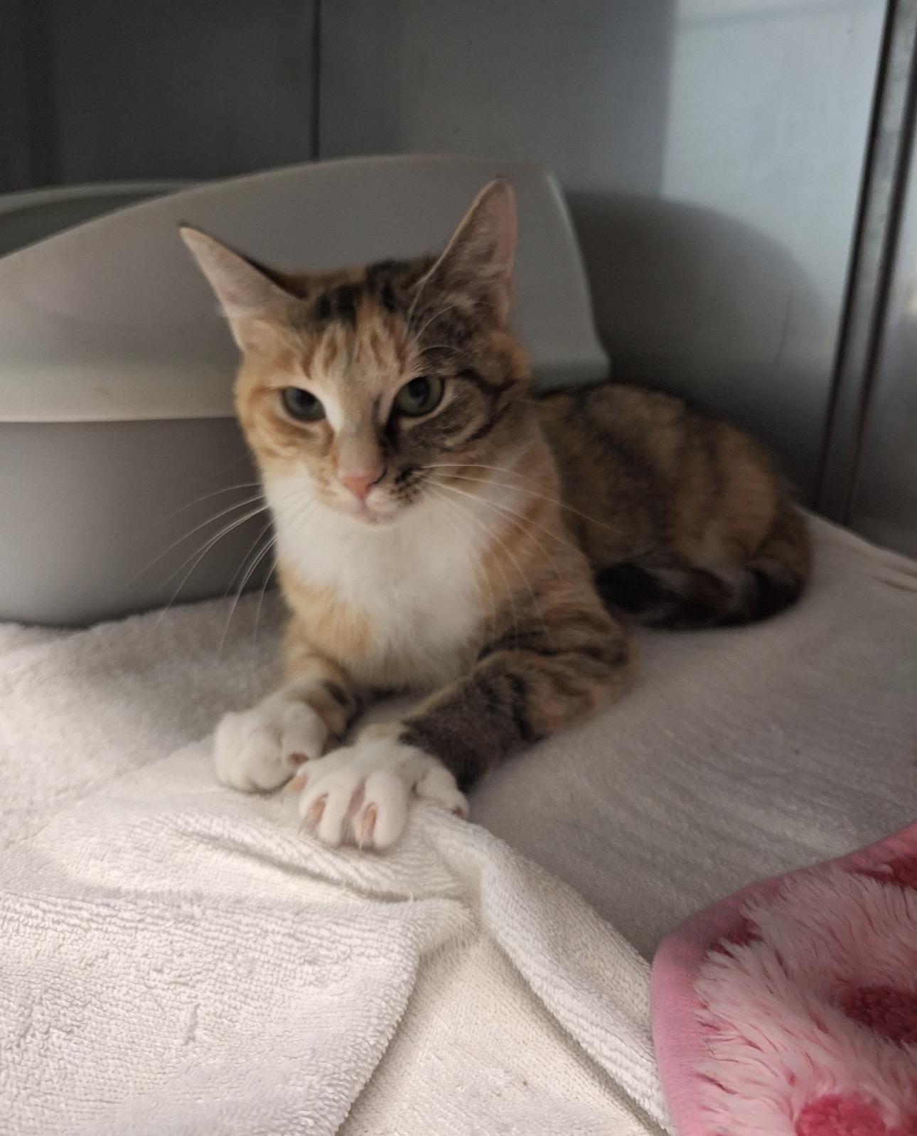 Sassy, ADOPTABLE, Adult Female Domestic Short Hair.