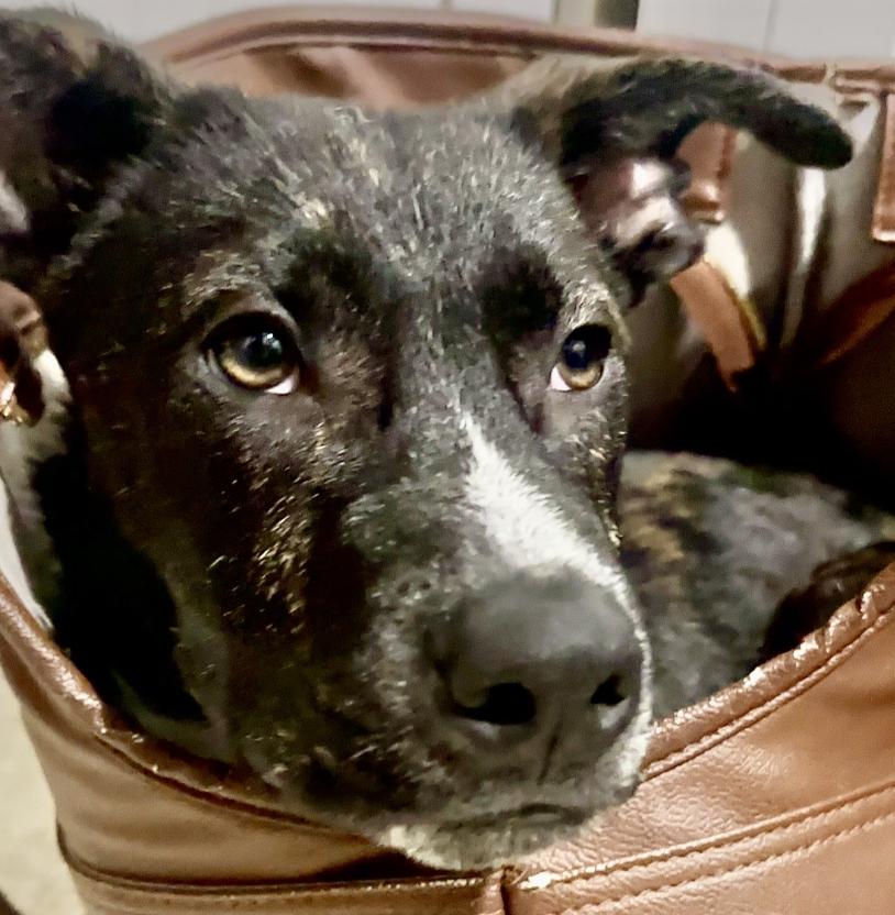 Enlarge Billy, an adopted mixed breed in Johnston, RI image 1/5