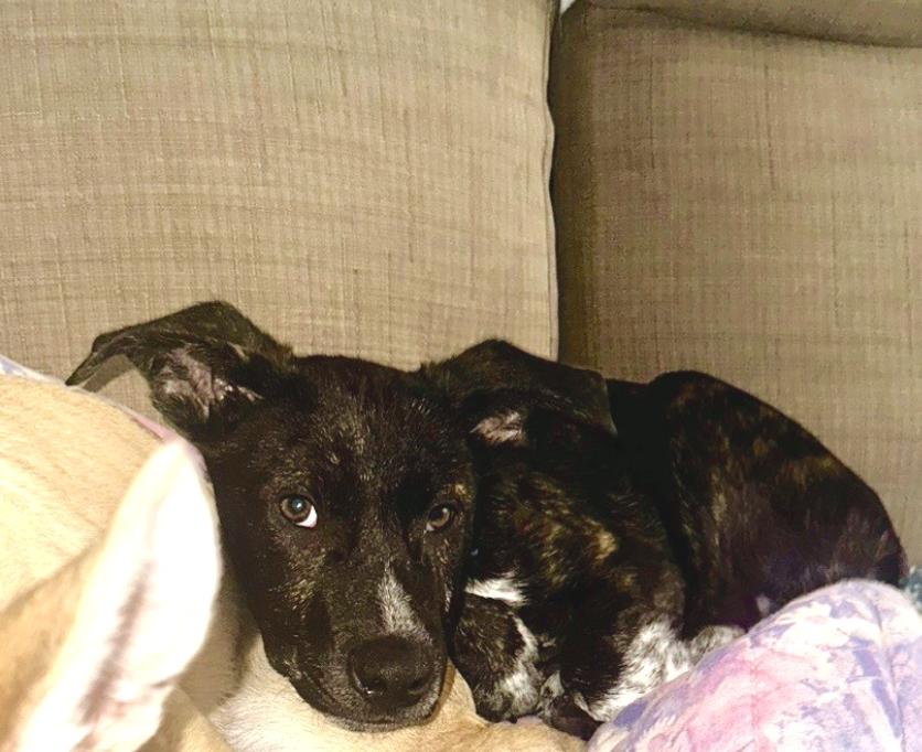 Enlarge Billy, an adopted mixed breed in Johnston, RI image 2/5