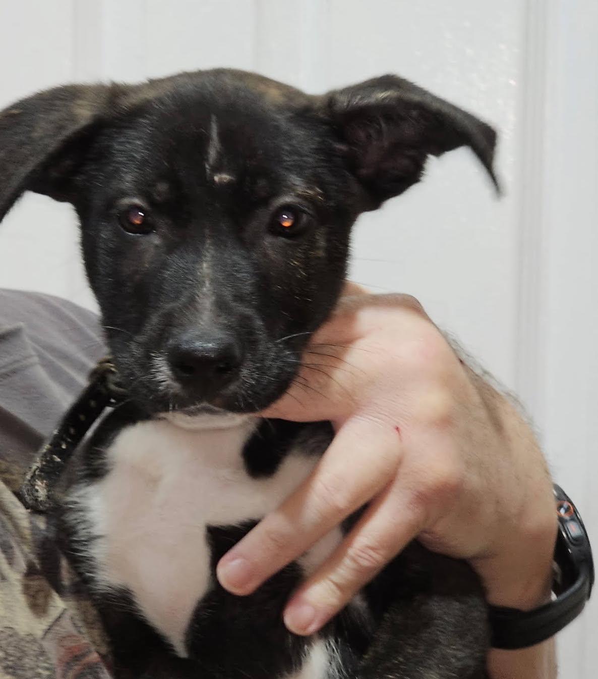 Enlarge Billy, an adopted mixed breed in Johnston, RI image 5/5