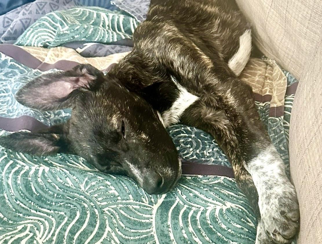 Enlarge Billy, an adopted mixed breed in Johnston, RI image 4/5