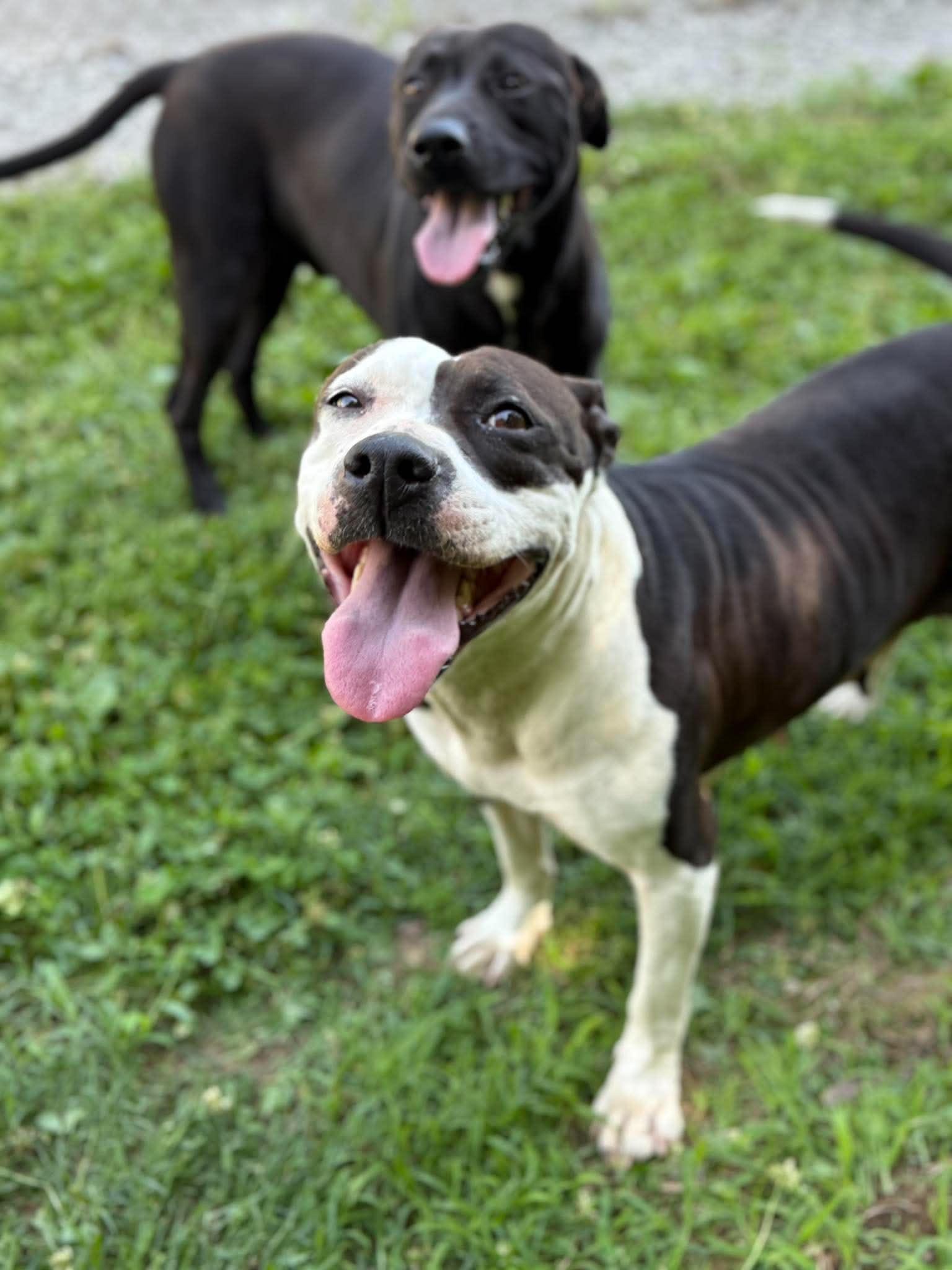 Enlarge Cora, a ADOPTABLE Mixed Breed in Leitchfield, KY image 3/3