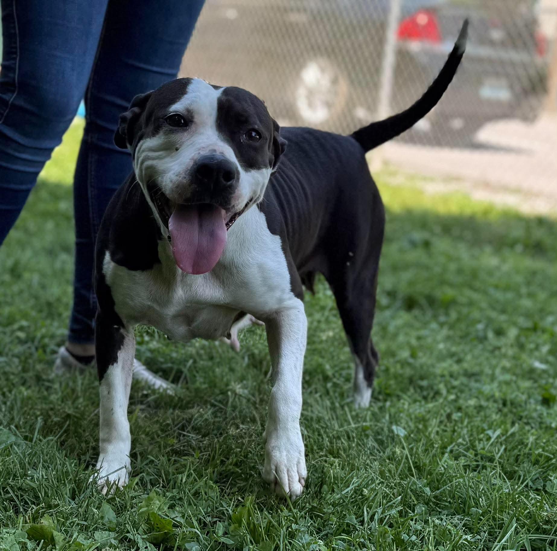 Enlarge Cora, a ADOPTABLE Mixed Breed in Leitchfield, KY image 2/3